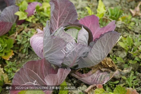 蓮花白紫色包白