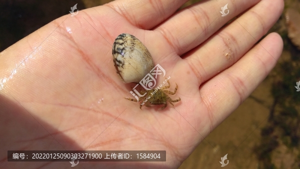 趕海