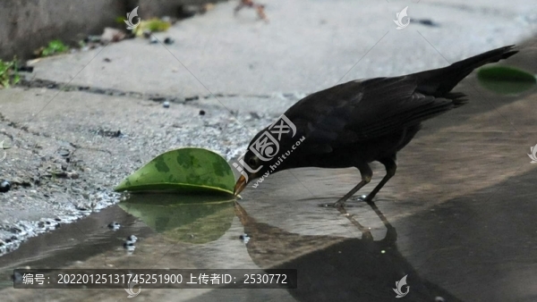 黑鶇