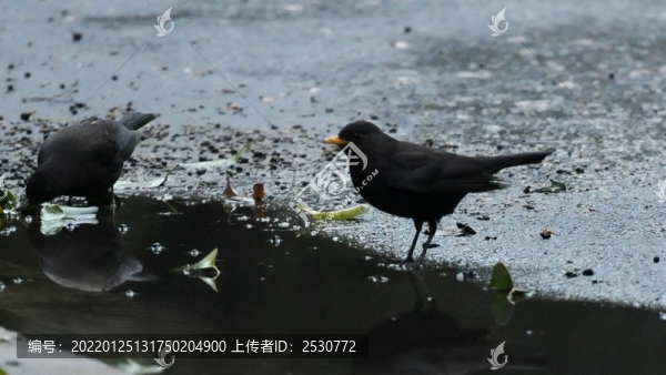 黑鶇