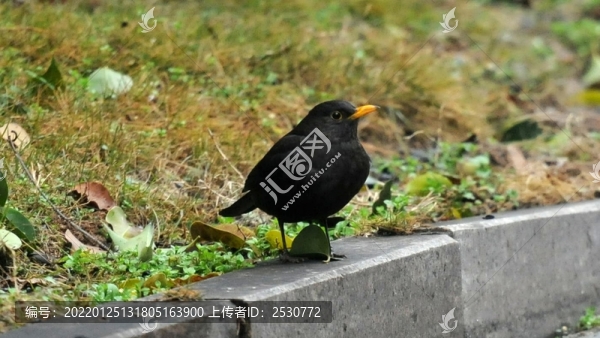 黑鶇
