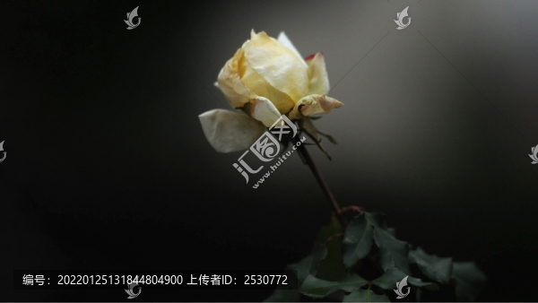 月季花