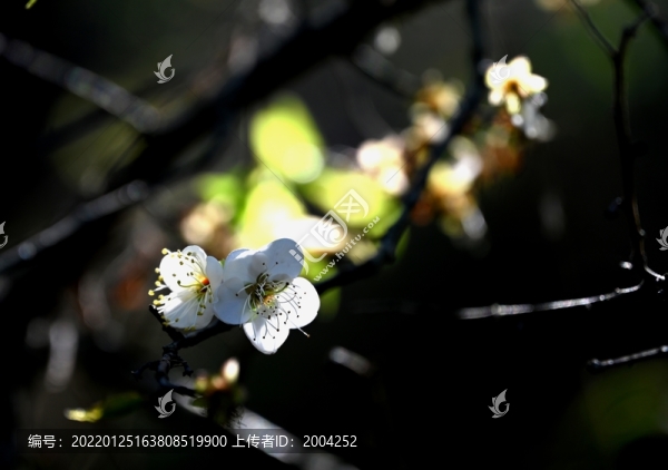 梅花