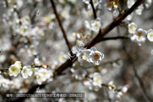 梅花