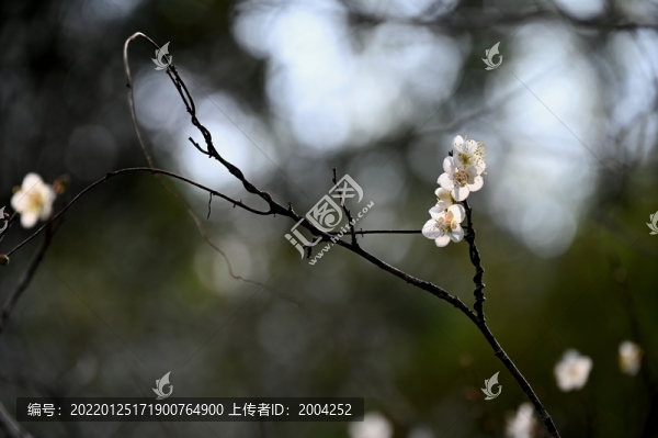 梅花