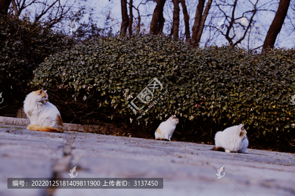 三貓回首