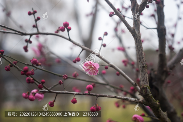 紅梅花開(kāi)
