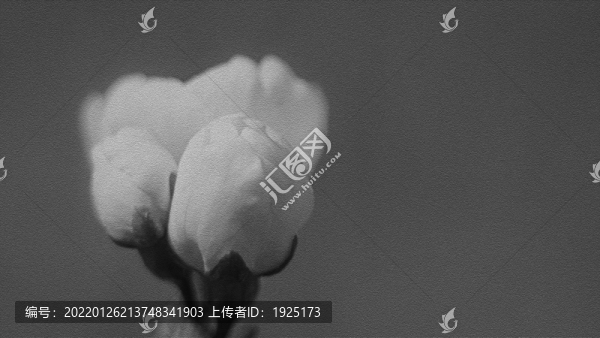 櫻花