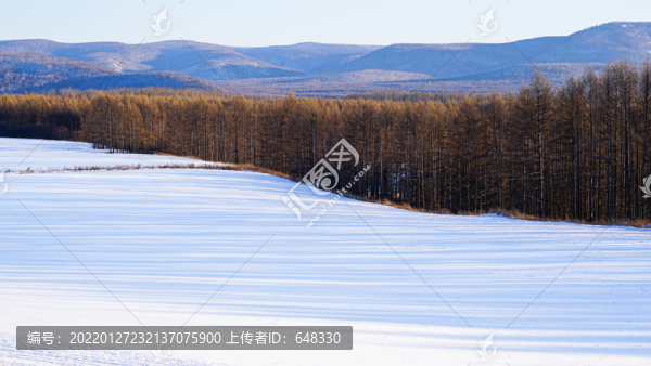 冬季樹林