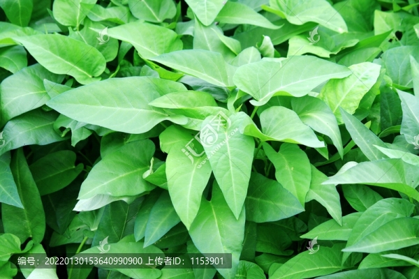 蕹菜