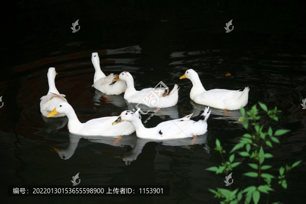 土鴨