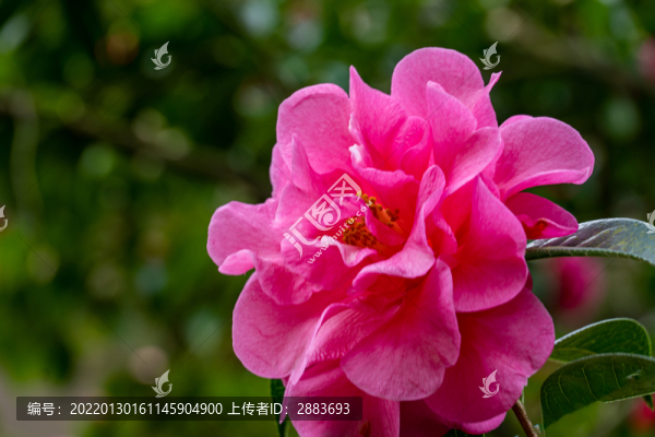 山茶花