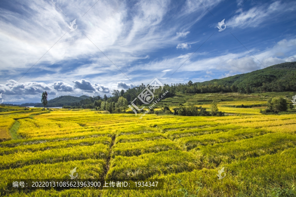 秋收風(fēng)光