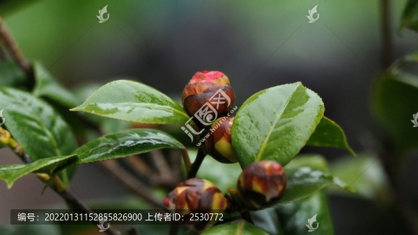山茶花