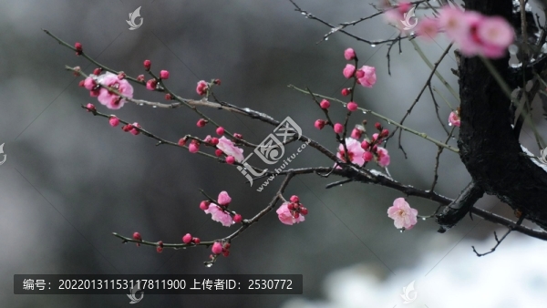 紅梅