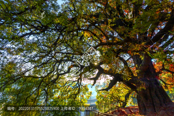 古樹紅葉