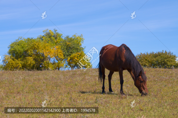 馬