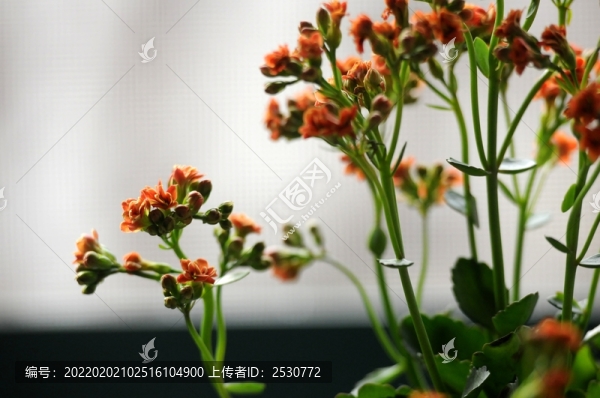 長(zhǎng)壽花