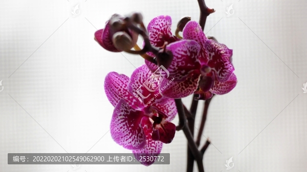 蝴蝶蘭