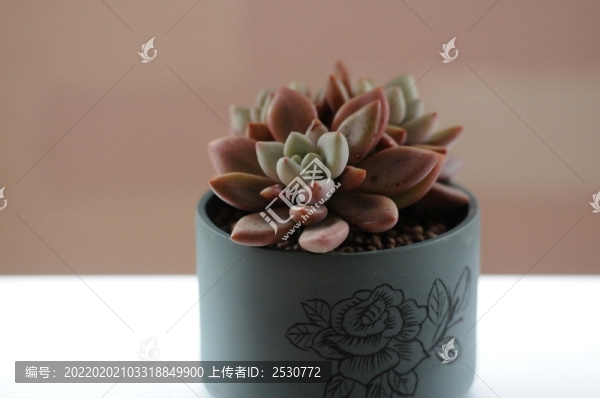 奧普琳娜