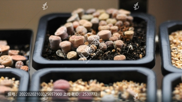 生石花