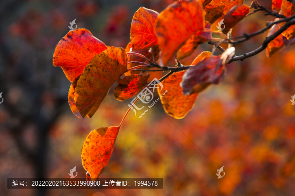 紅葉