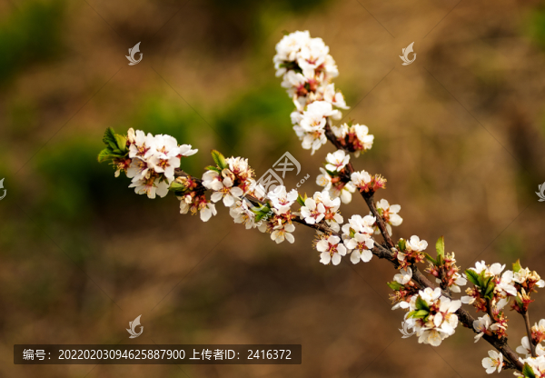 二十四節(jié)氣之立春