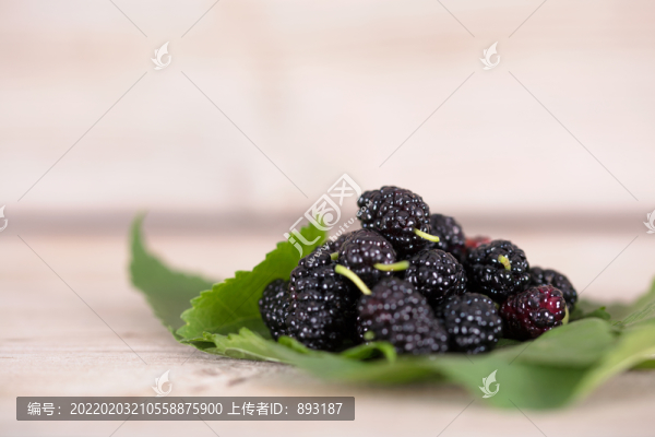 新鮮的桑葉上一堆新鮮的桑葚