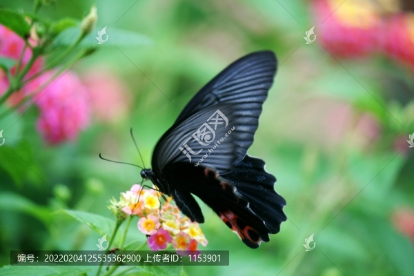 蝶戀花
