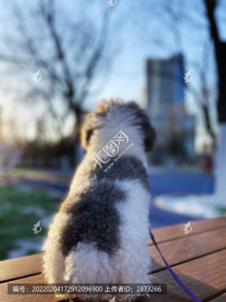 可愛狗狗