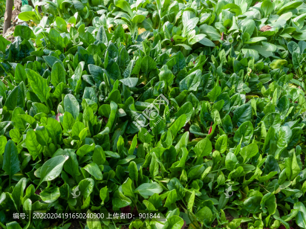 菠菜種植