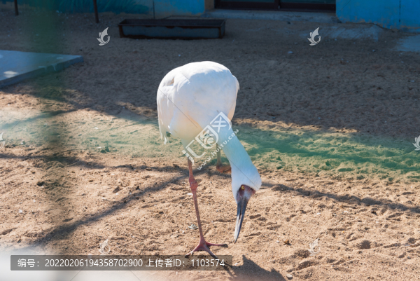 黃河口的鳥