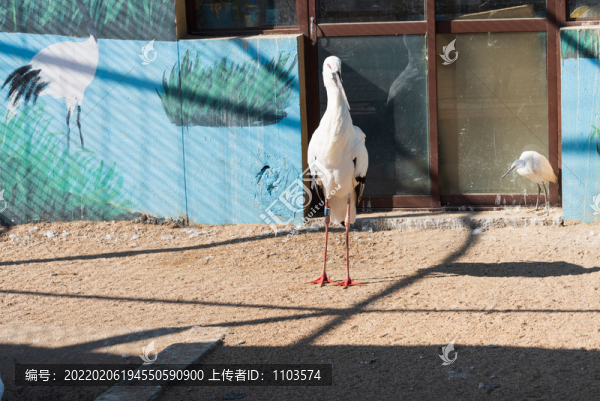 黃河口的鳥