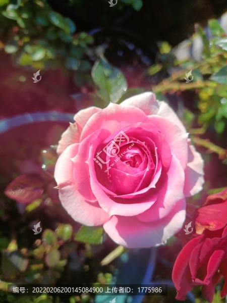 月季花
