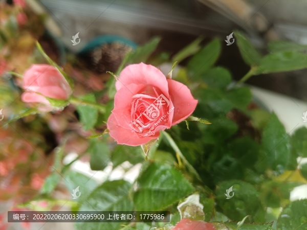 月季仙度瑞拉