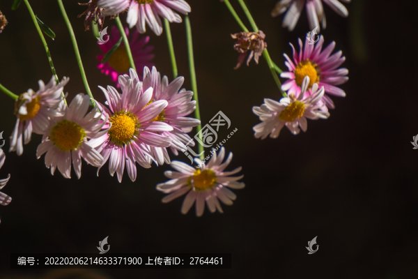 春天陽光下花朵