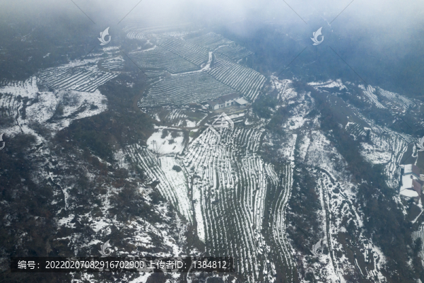 茶園雪景航拍