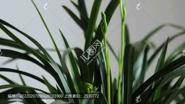 劍蘭