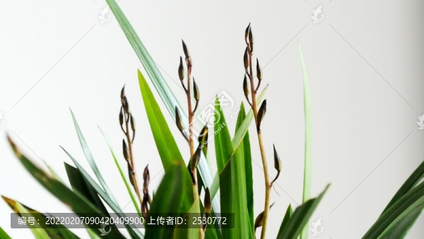 墨蘭