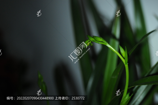 劍蘭