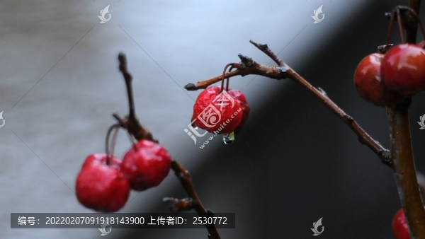 楸子
