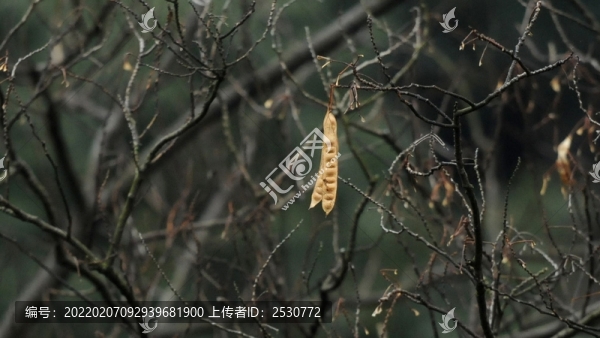 合歡樹