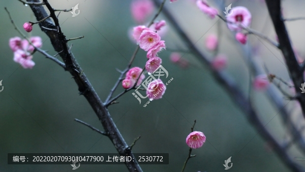 紅梅