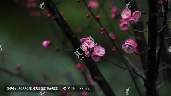 紅梅