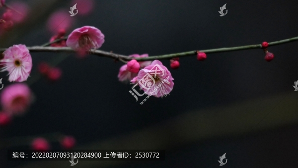 紅梅