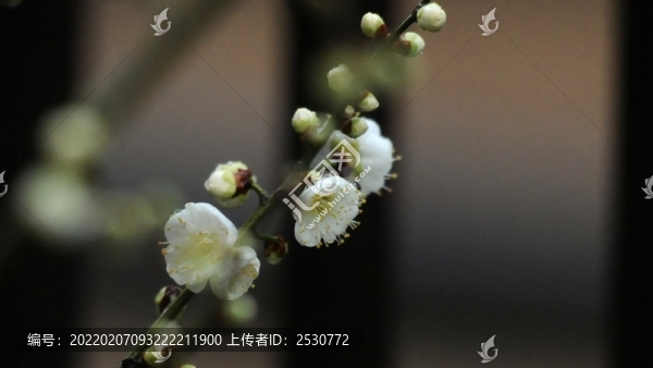 綠萼梅