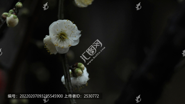 綠萼梅