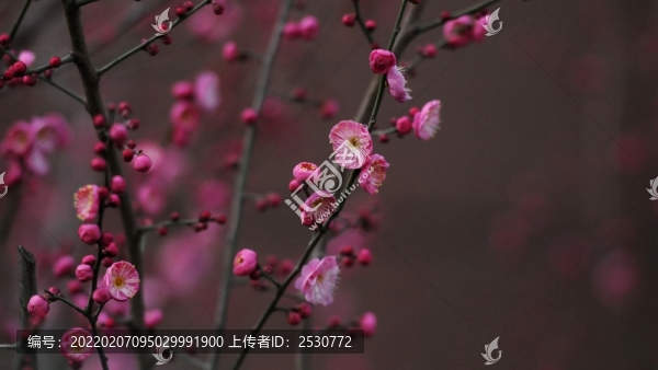 紅梅