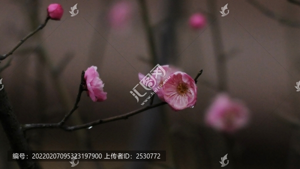 紅梅