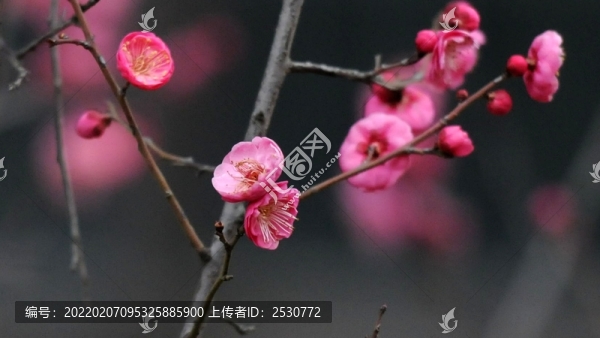 紅梅